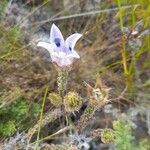 Roella ciliata Цветок