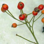 Rosa multiflora Fruit