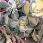 Sedum sieboldii Hábito