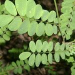 Dalea carthagenensis Leaf