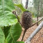 Banksia robur फूल