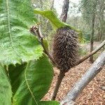 Banksia robur Цвят