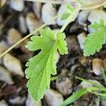 Erodium laciniatum Folio