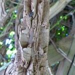 Aristolochia grandiflora Koor