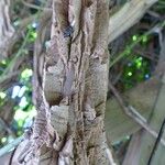 Aristolochia grandiflora Bark