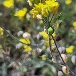 Alyssum montanumപുഷ്പം