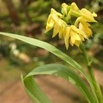 Polystachya pyramidalis Flower