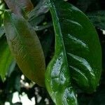 Gnetum gnemon Leaf