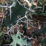 Euphorbia grandicornis Leaf