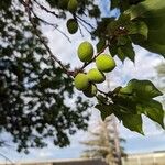 Prunus armeniaca Frugt