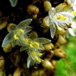 Palisota mannii Flor
