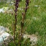 Pedicularis rostratospicata 花