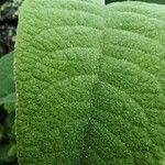 Buddleja cordata Leaf