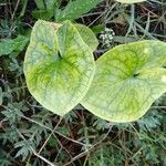 Arisarum vulgareΦύλλο