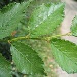 Ulmus minor Leaf