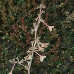 Atriplex pedunculata Diğer