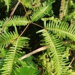 Dicranopteris linearis Jani