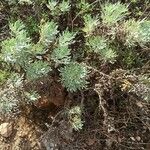 Artemisia thuscula Leaf