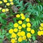 Tanacetum vulgareFlower