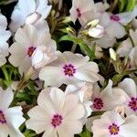 Phlox drummondii Flower