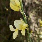 Genista cinerascens