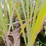 Cymbopogon nardus Leaf