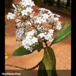 Ligustrum vulgareFlower