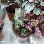 Begonia rexYaprak