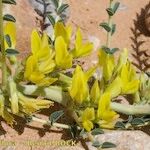 Astragalus akkensis عادت داشتن