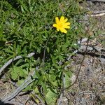 Anemone palmata Folha