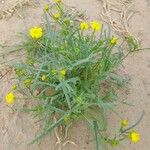 Senecio glaucus Habit