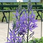 Camassia leichtlinii Flor