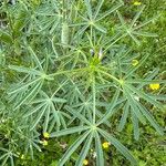 Lupinus angustifolius Feuille