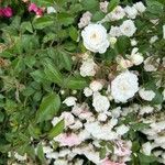 Rosa multiflora 花