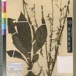 Habenaria letouzeyana その他の提案