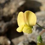 Lathyrus annuus Flower