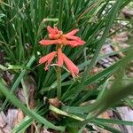 Kniphofia uvariaBlüte