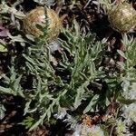 Centaurea toletana Leaf