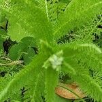 Achillea setacea 花