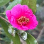 Camellia saluenensis फूल