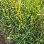 Themeda triandra Likasa