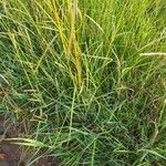 Themeda triandra Fuelha