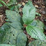 Psychotria globosa Hoja