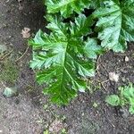 Acanthus spinosus Leaf