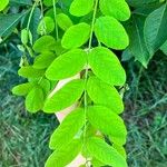 Robinia pseudoacaciaFoglia