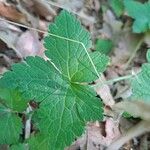 Geranium versicolor Leaf