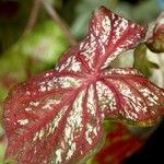 Caladium bicolor Yaprak