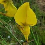 Crotalaria laburnifolia Kwiat