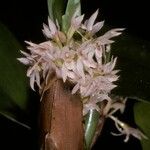 Camaridium densum Flower