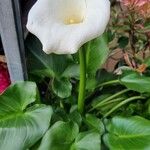 Zantedeschia aethiopica Агульны выгляд